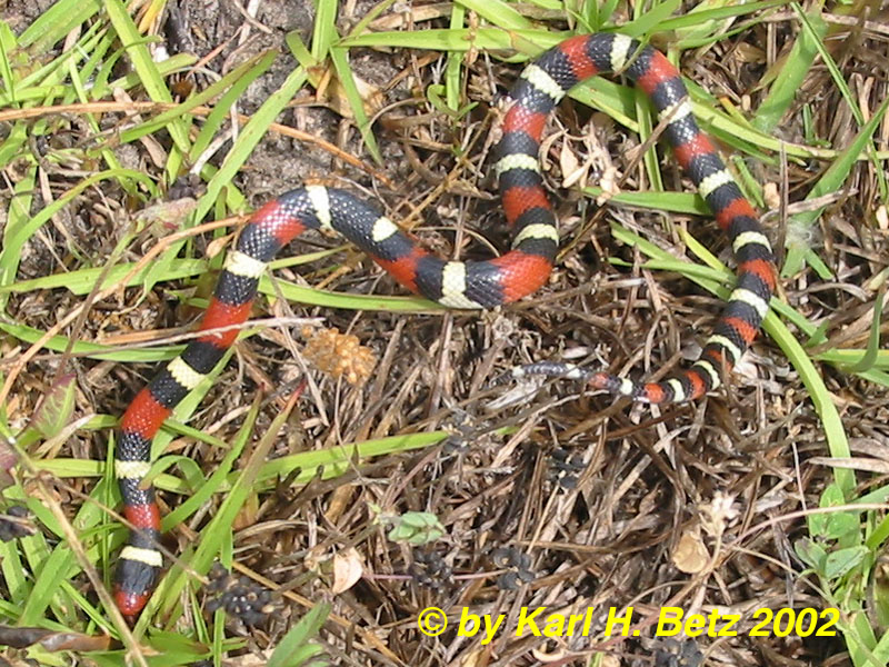 Scarlet Kingsnake 020427.jpg [214 Kb]